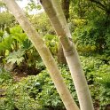 Betula costata ecorce